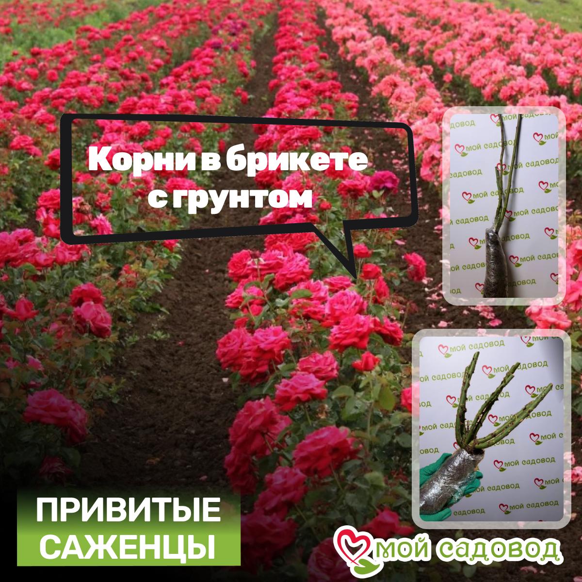 Роза Атлантик Палас