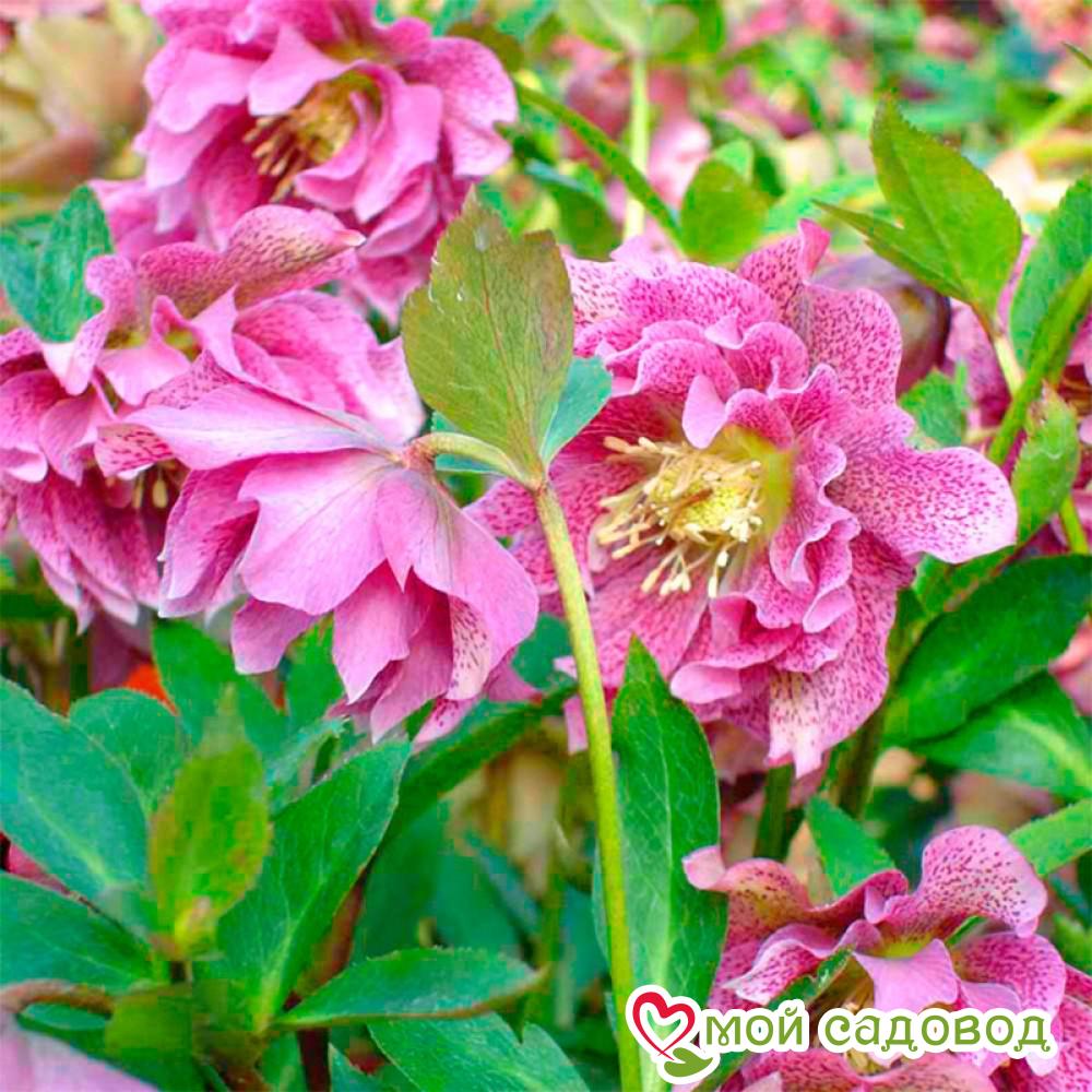 Морозник махровый Дабл Эллен Пинк