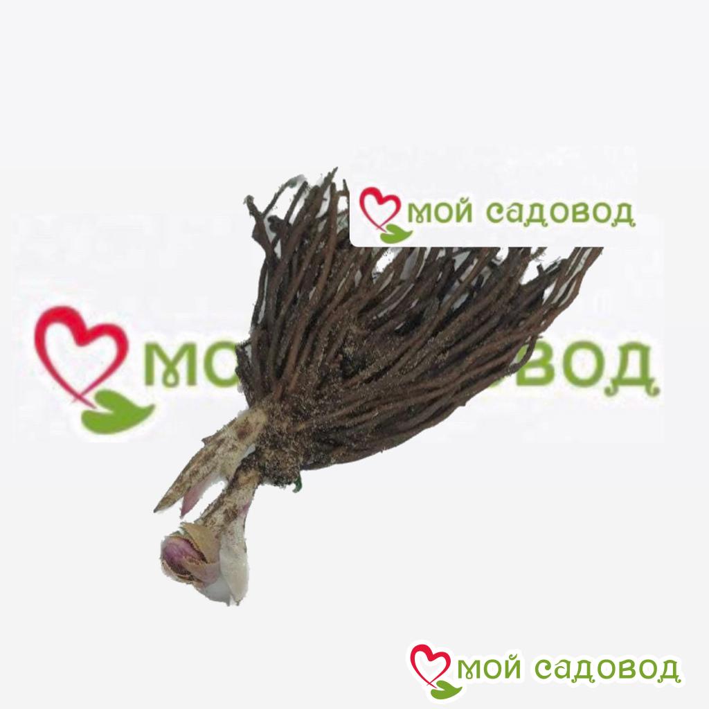 Морозник, комплект